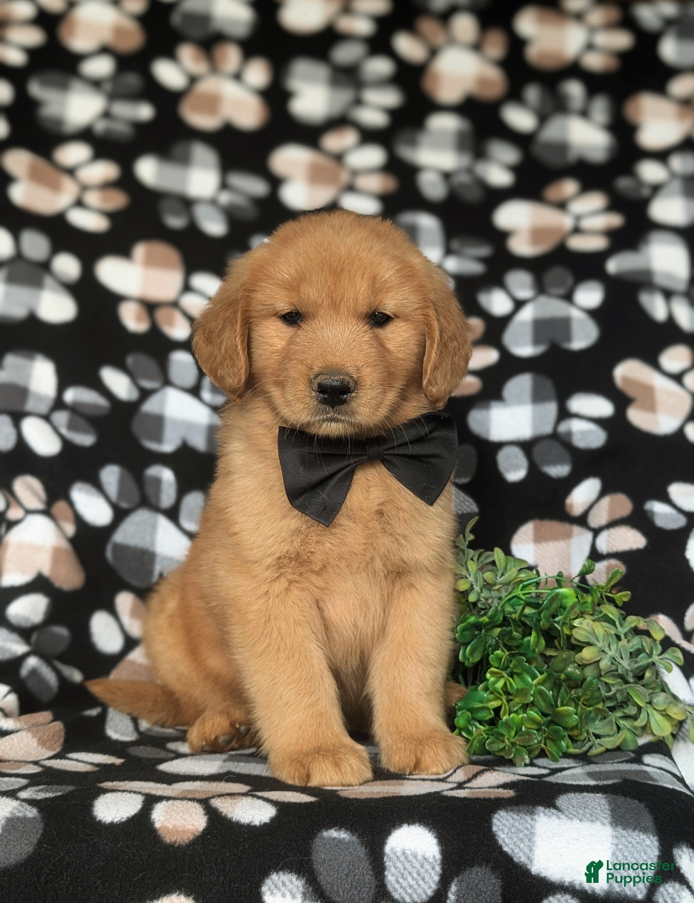 Golden Retriever dogs Roark - Ad 1