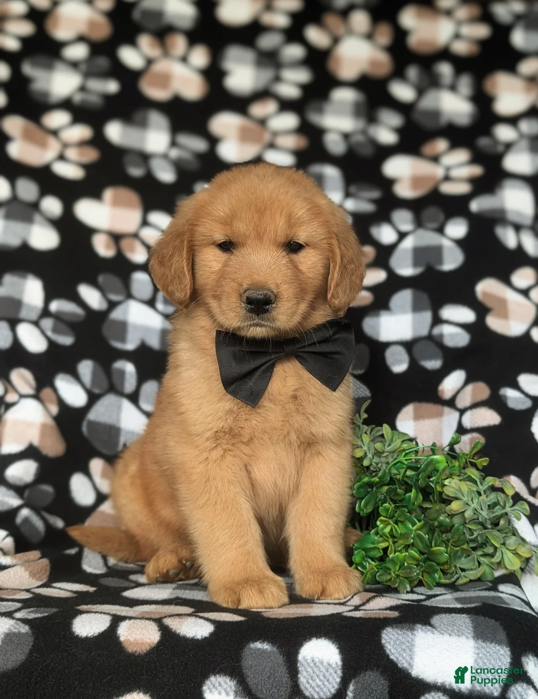 Golden Retriever dogs for sale: Roark - Ad 1