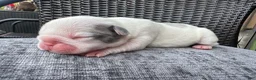 French Bulldog dogs for sale: French Bulldog 3 FEMALE - Ad 2