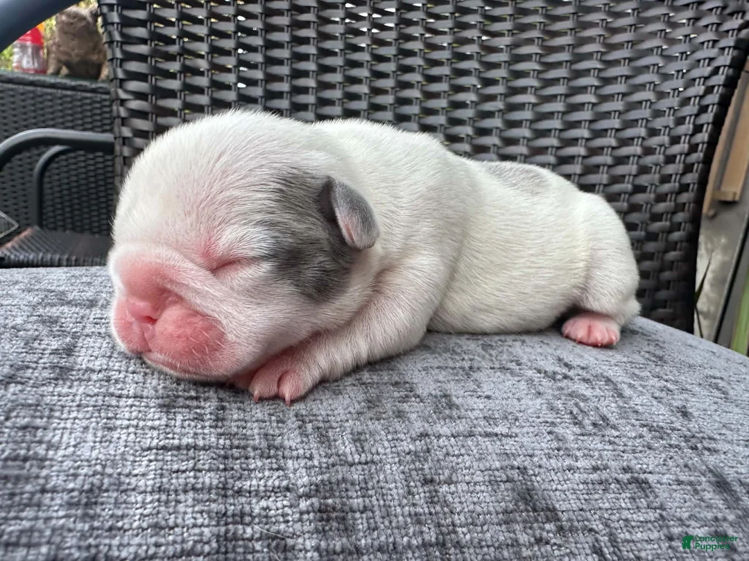 French Bulldog dogs for sale: French Bulldog 3 FEMALE - Ad 2