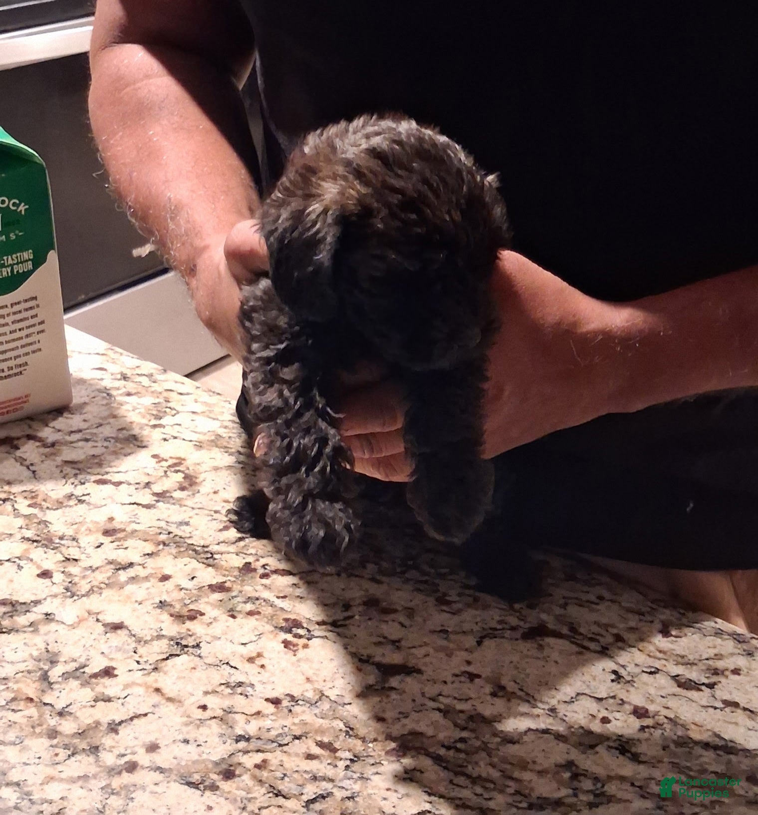 Mixed Breed dogs for sale: Mixed Breed 1 - Ad 21