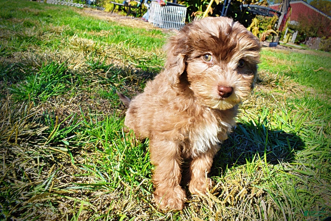 Havapoo dogs for sale: Inky - Ad 7