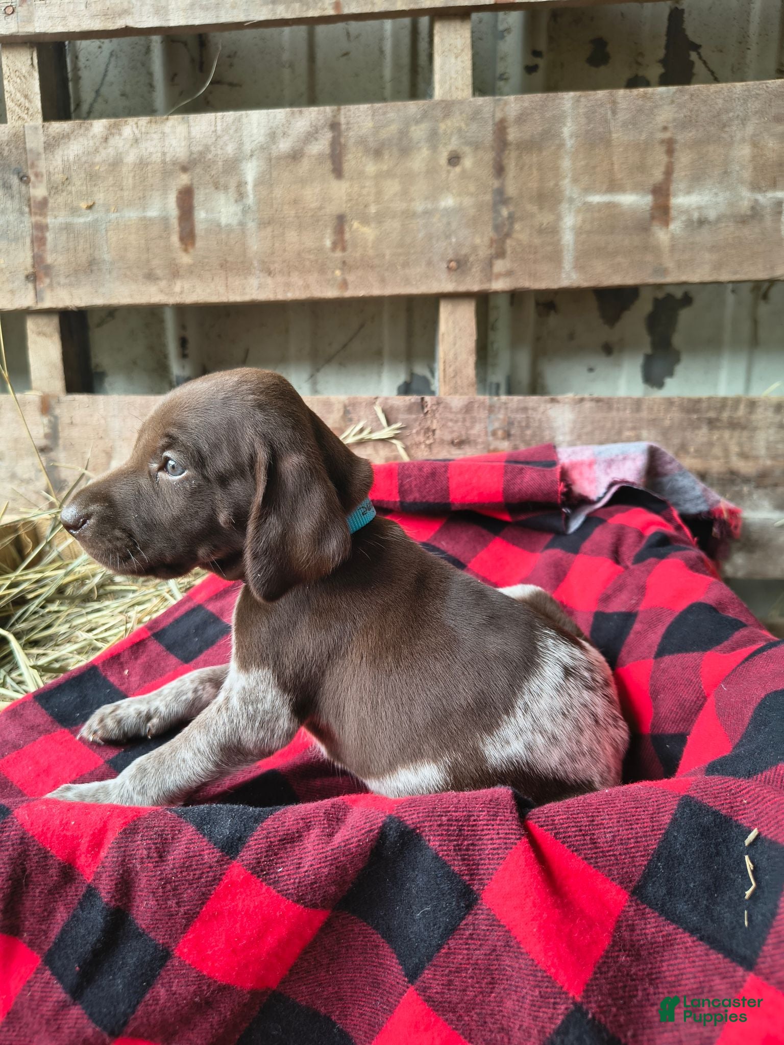 German Shorthaired Pointer dogs Jasmine - Ad 25