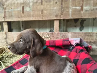 German Shorthaired Pointer dogs Jasmine - Ad 25