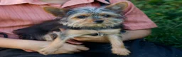 Yorkshire Terrier dogs for sale: Jupiter - Ad 2