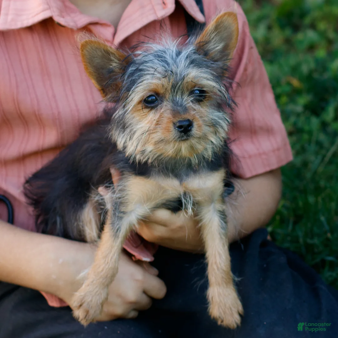 Yorkshire Terrier dogs for sale: Jupiter - Ad 2