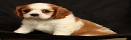 Cavalier King Charles Spaniel dogs for sale: Perry - Ad 7