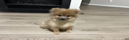 Pomeranian dogs for sale: Feather - Ad 5
