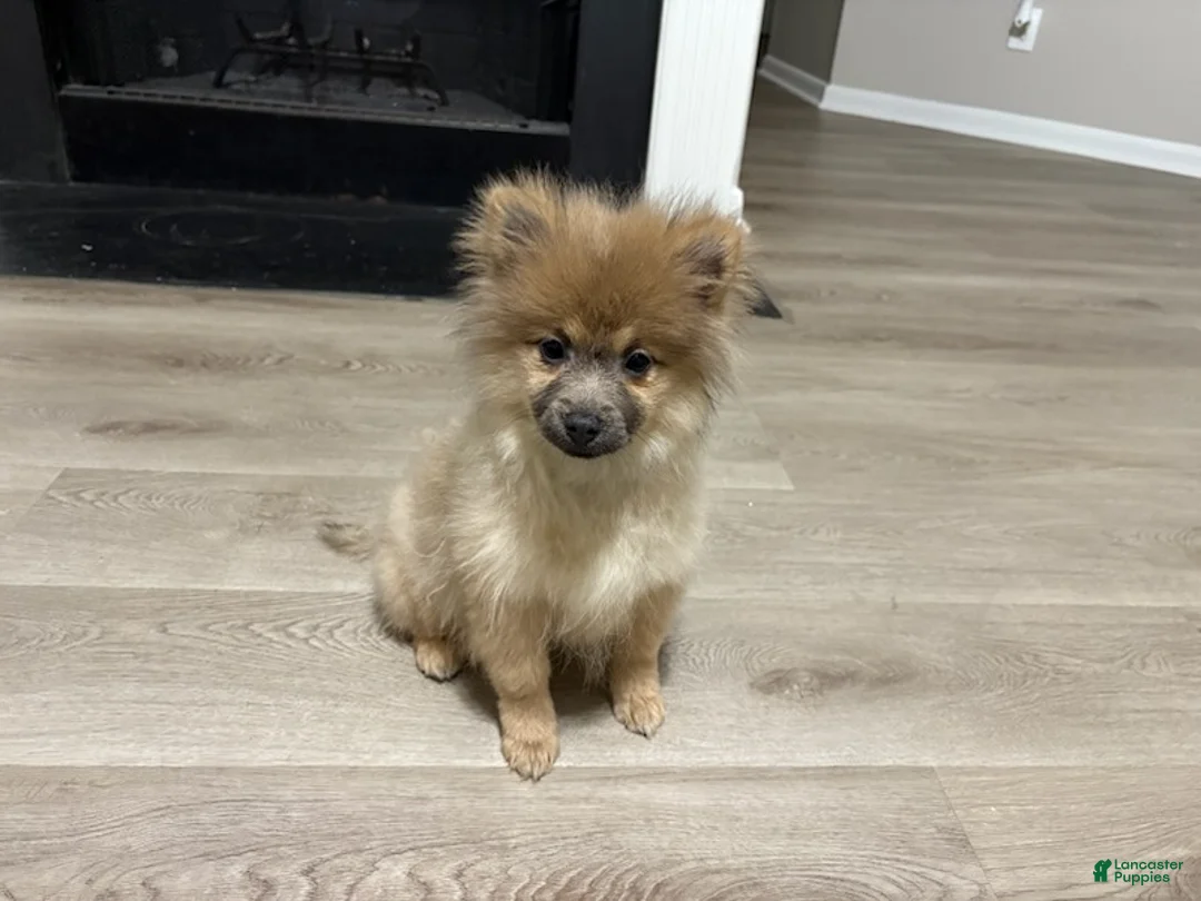 Pomeranian dogs for sale: Feather - Ad 5