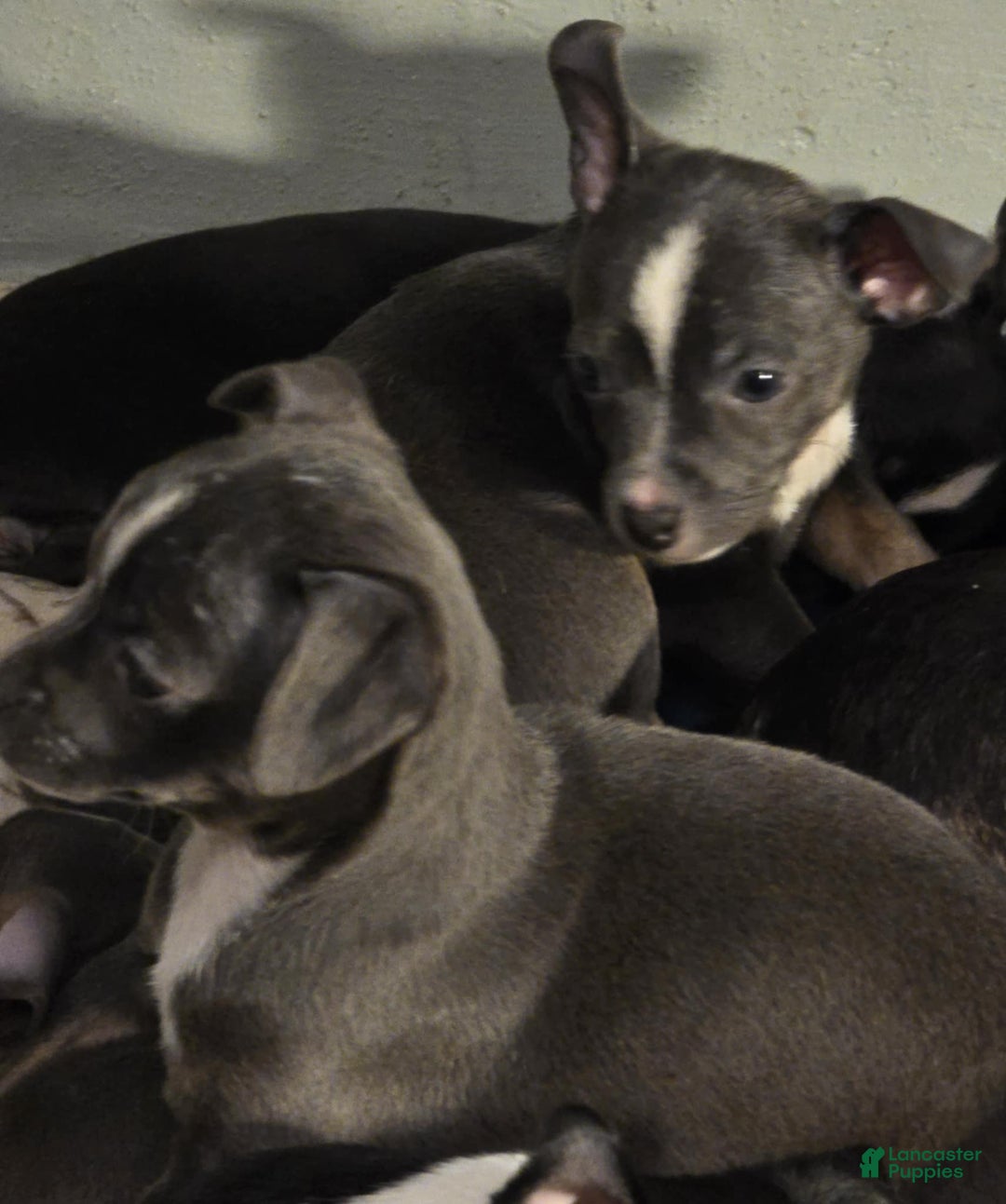 Gallery Image {{count}}