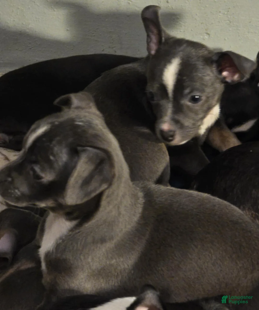 Gallery Image {{count}}