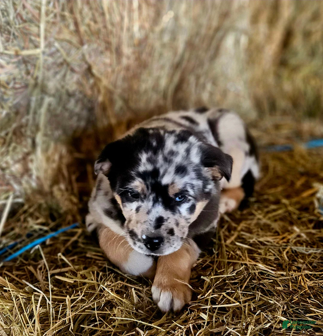Mixed Breed dogs for sale: Spots - Ad 9