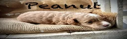 Miniature Poodle dogs for sale: Peanut - Ad 3