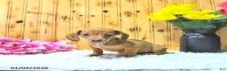 Miniature Dachshund dogs for sale: Stella - Ad 4
