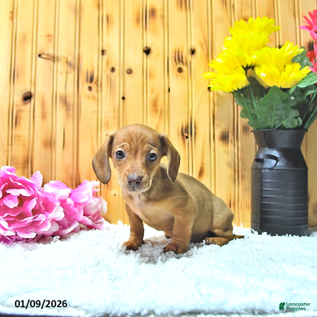 Miniature Dachshund dogs for sale: Stella - Ad 4