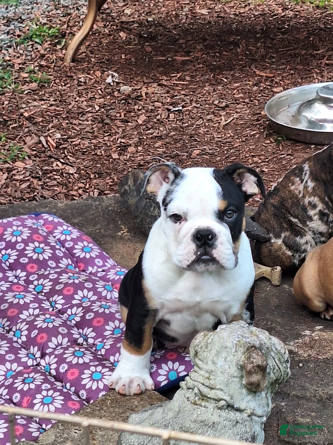 English Bulldog dogs for sale: ElVIS  - Ad 1