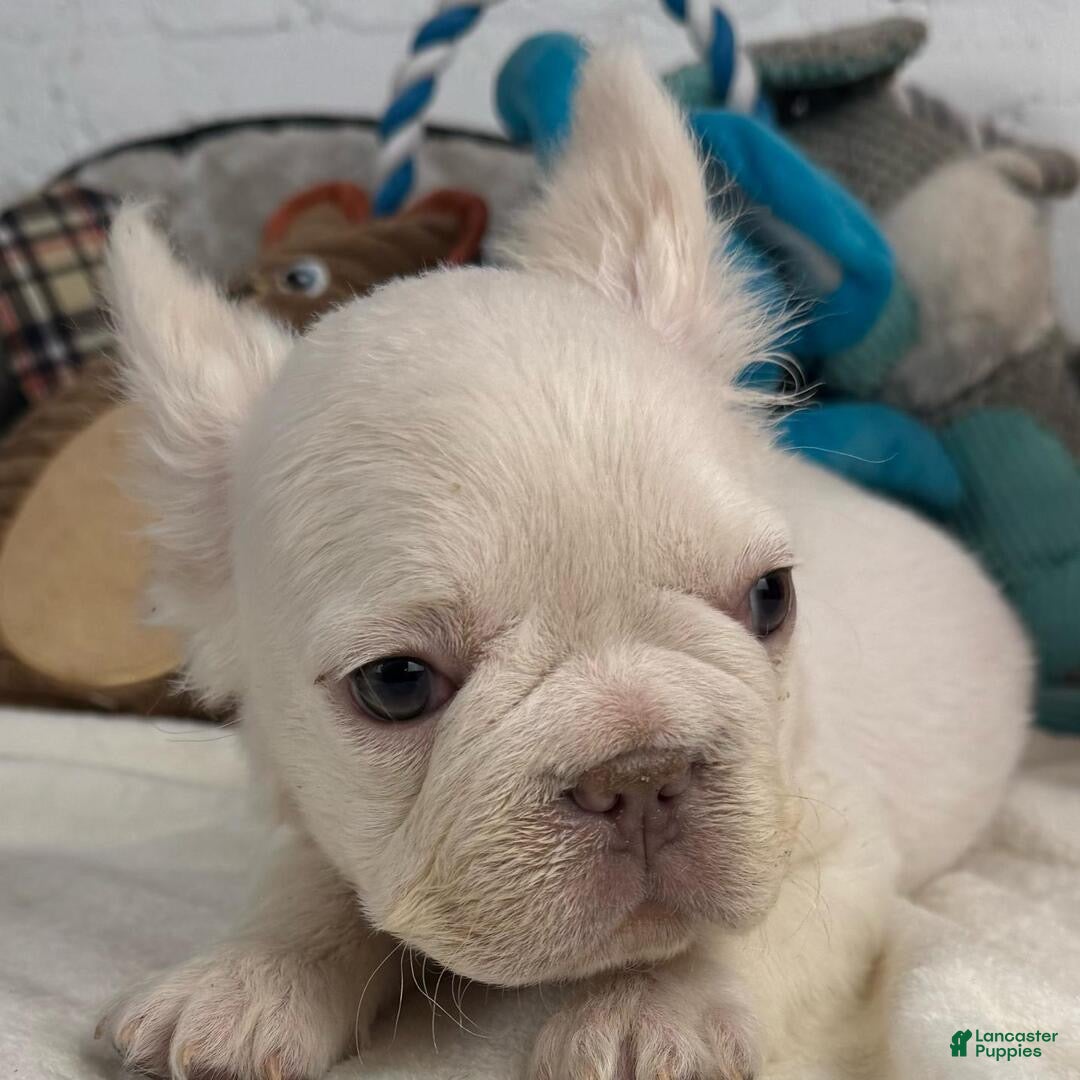 French Bulldog dogs for sale: French Bulldog Puppy 2 - Ad 2