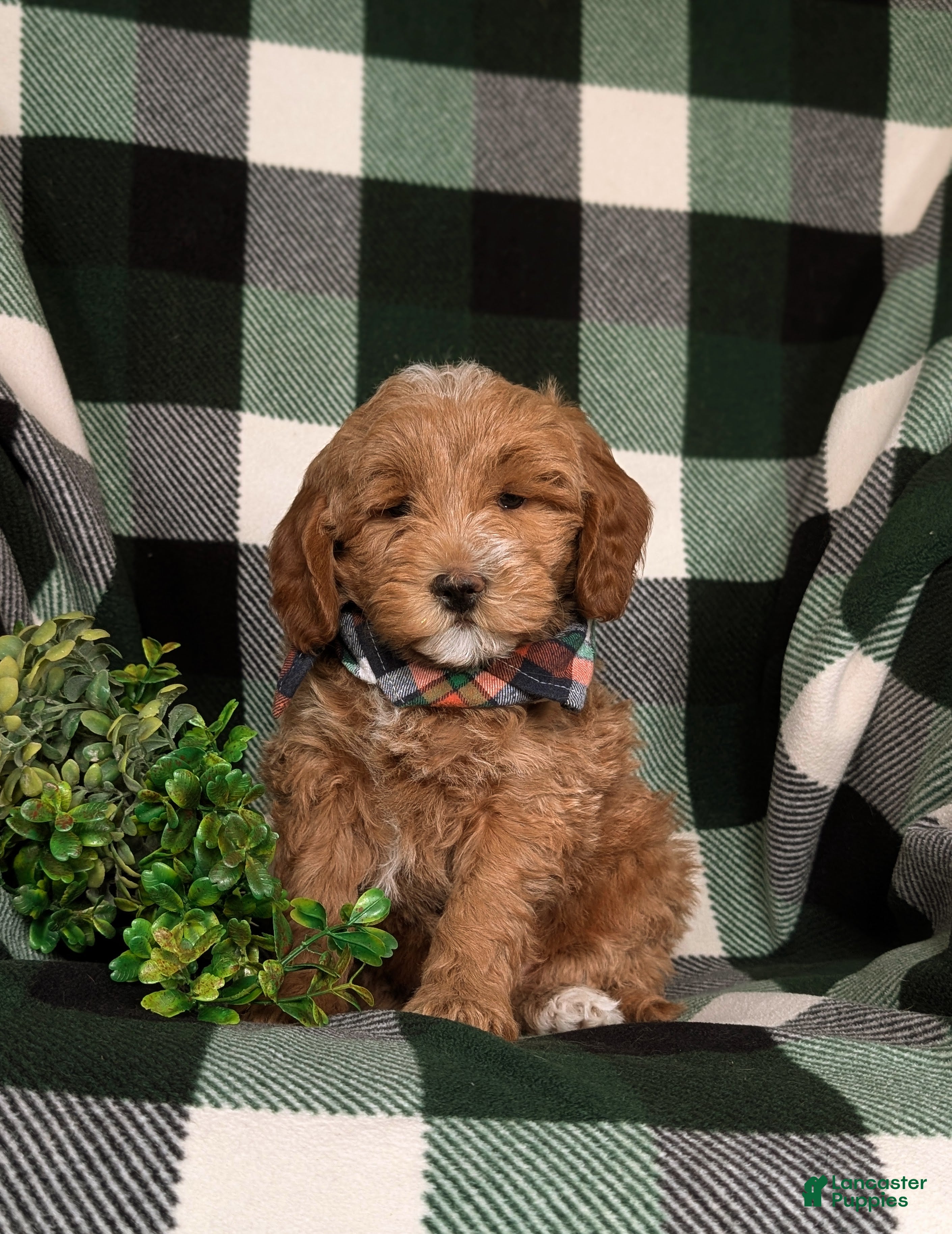 Mini Goldendoodle dogs Bronco Hypoallergenic - Ad 1