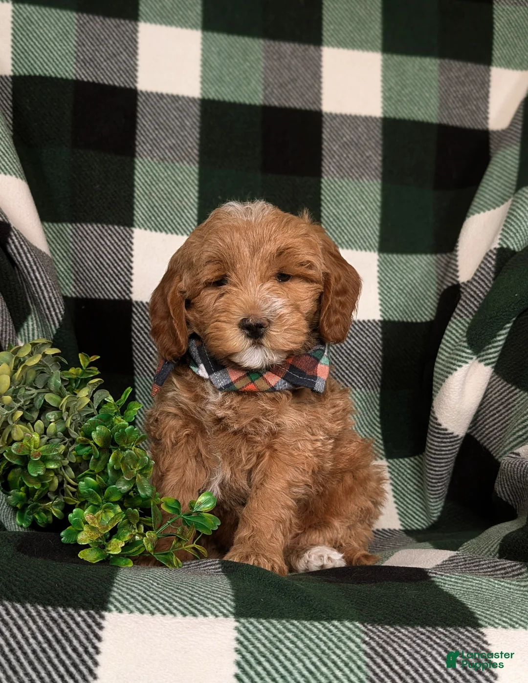 Mini Goldendoodle dogs for sale: Bronco Hypoallergenic - Ad 1