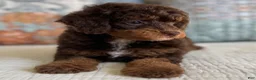 Miniature Poodle dogs for sale: Artie - Ad 3