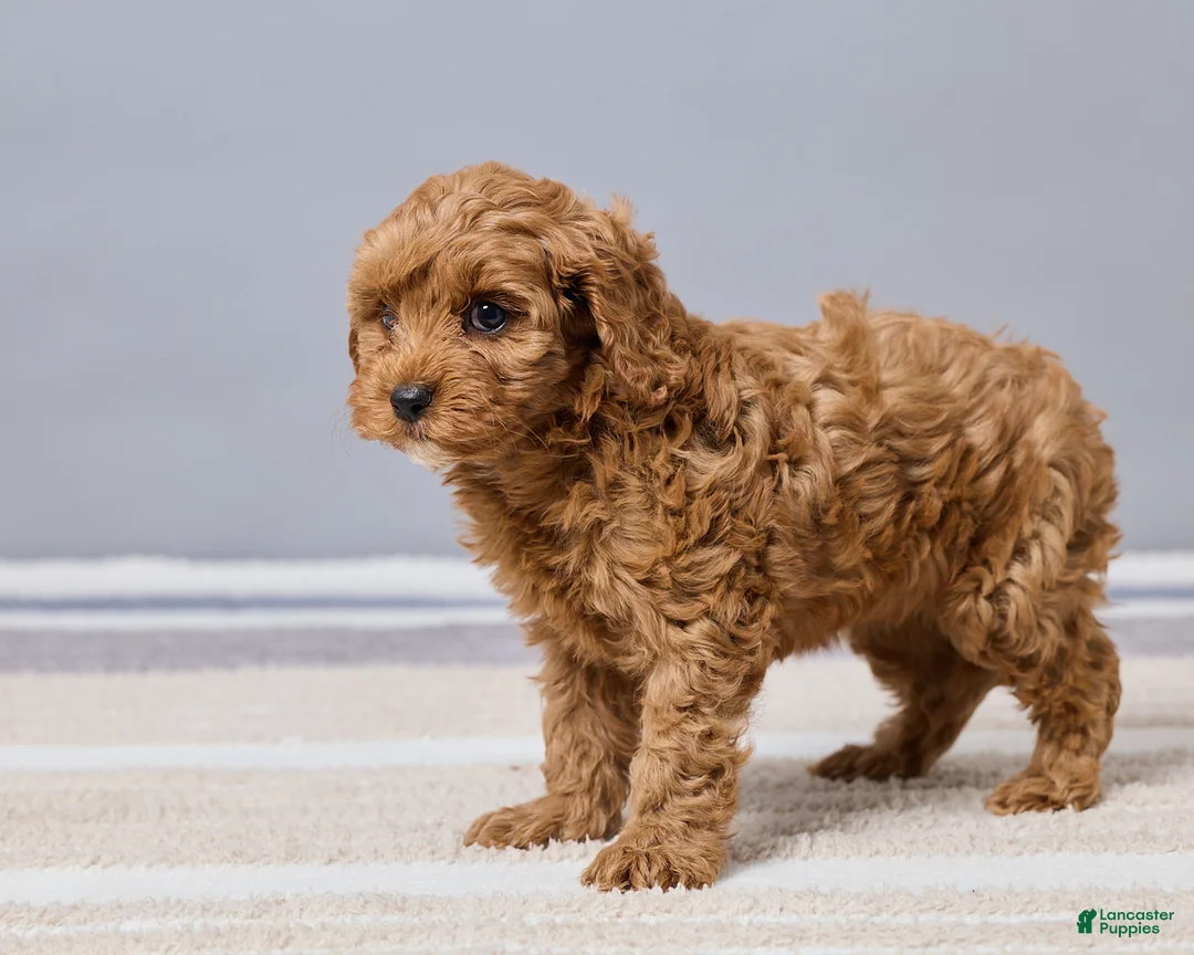 Cavapoo dogs for sale: Brittany - Ad 5