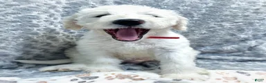 Labradoodle 1