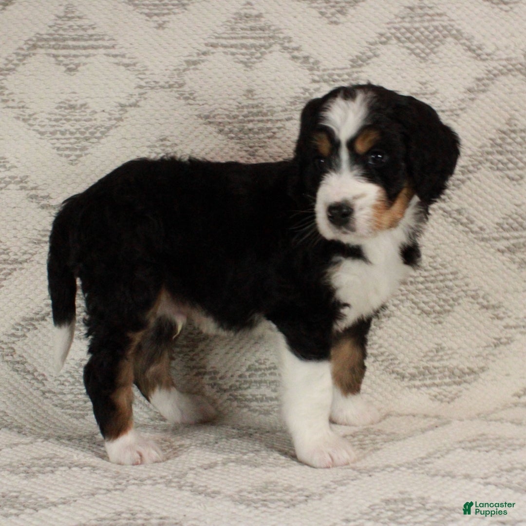Bernedoodle dogs for sale: Sarge - Ad 7