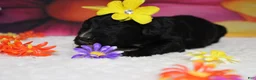 Bernedoodle dogs for sale: Raveena  - Ad 2