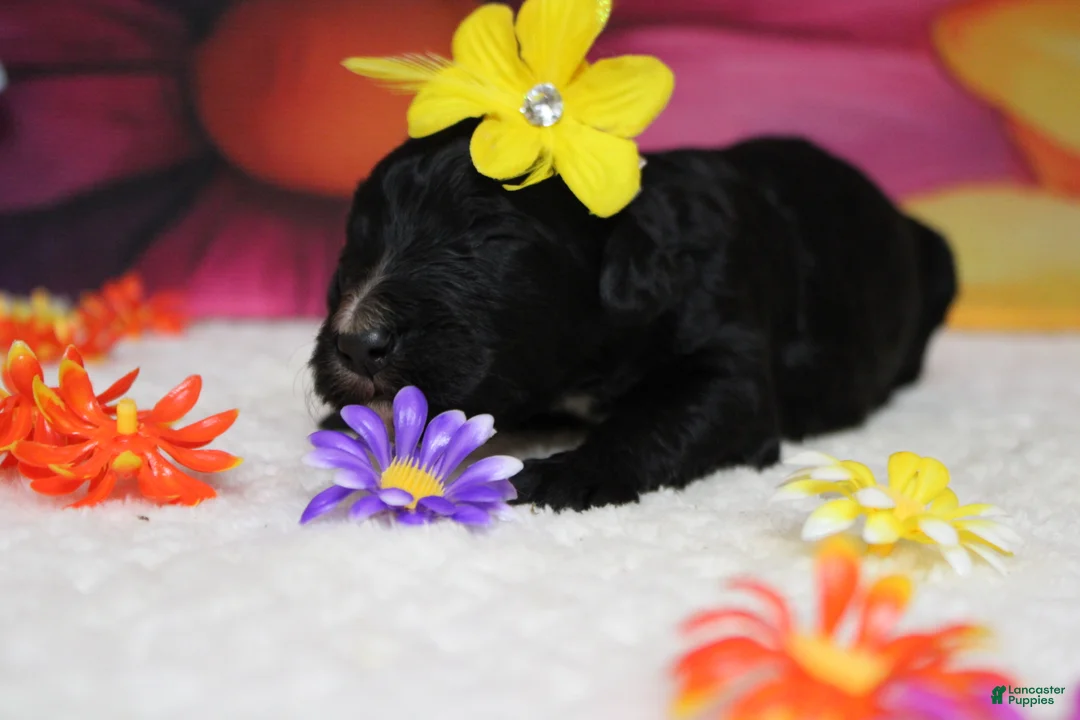 Bernedoodle dogs for sale: Raveena  - Ad 2
