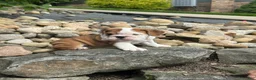 English Bulldog dogs for sale: Luna - Ad 6