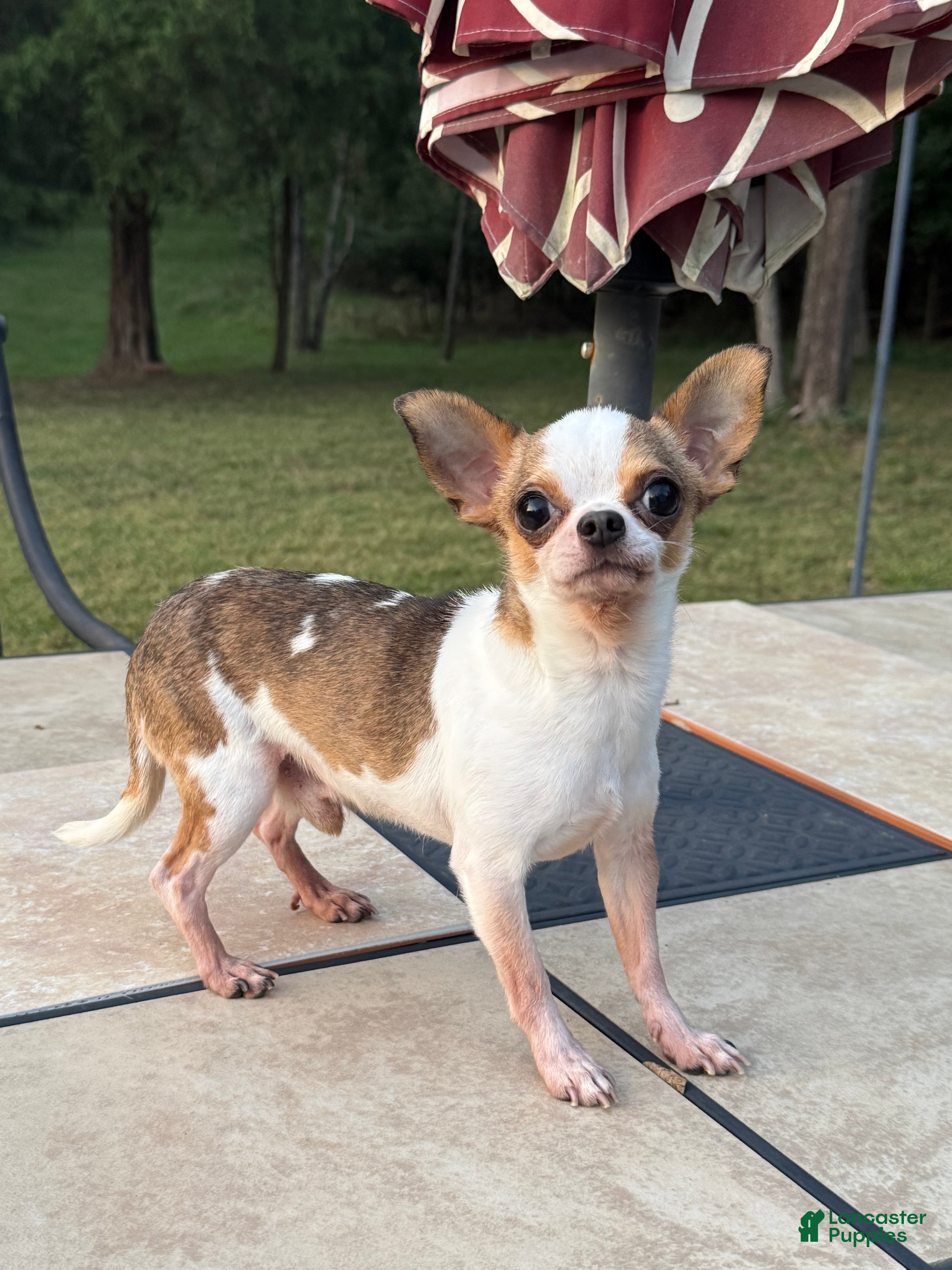 Chihuahua dogs Bambi AKC Full Rights - Ad 2