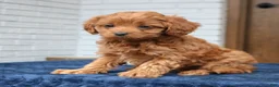 Cavapoo dogs for sale: Smith  - Ad 3