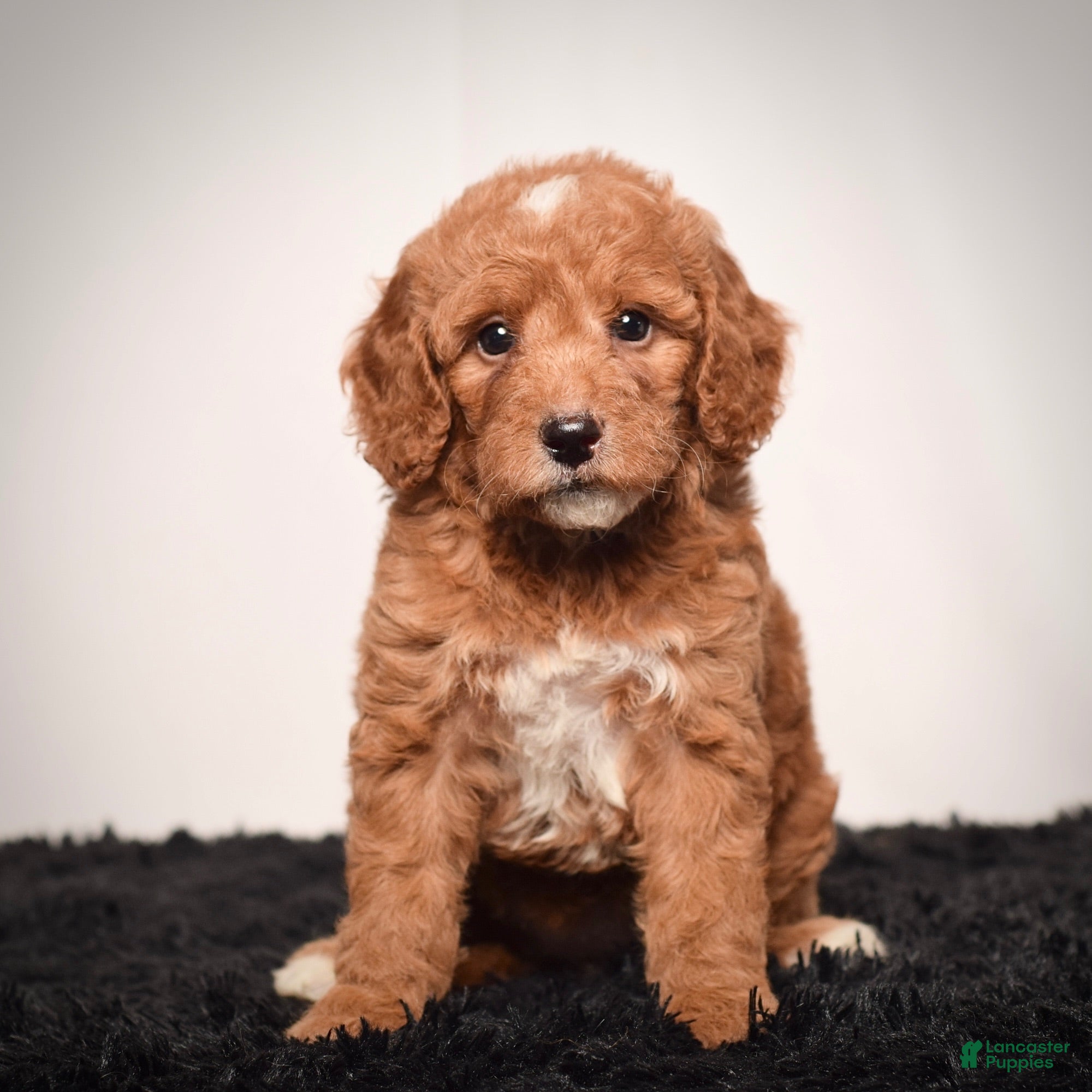 Mini Goldendoodle dogs Ms. Alice - Ad 2