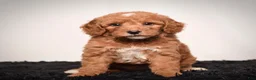 Mini Goldendoodle dogs for sale: Ms. Alice - Ad 2