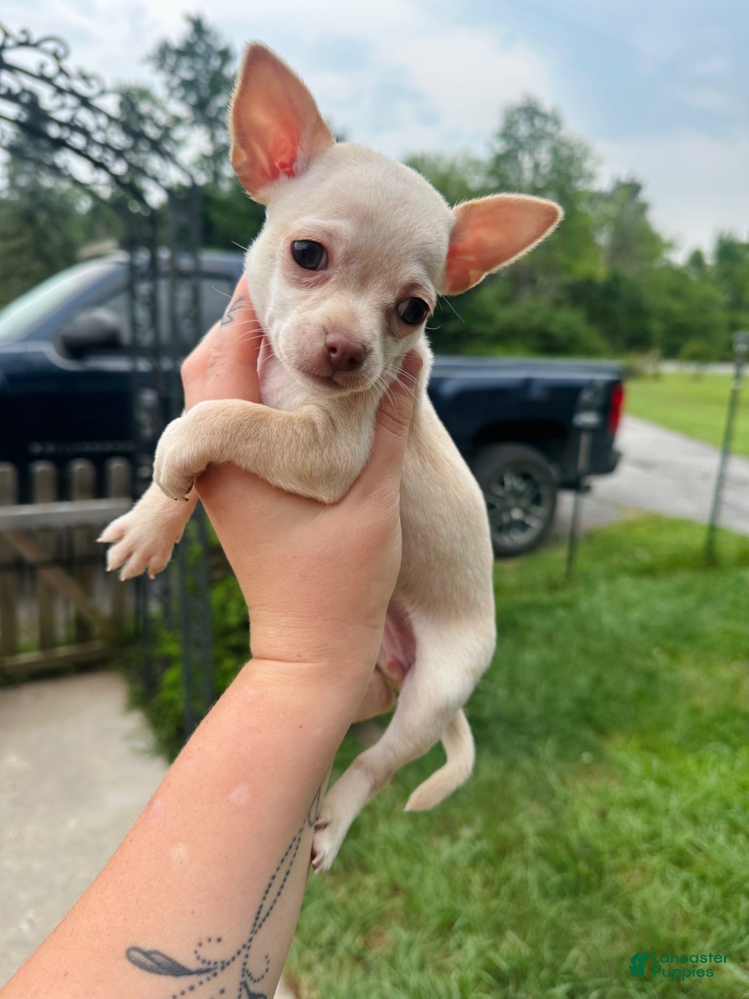 Chihuahua dogs Curious George - Ad 2