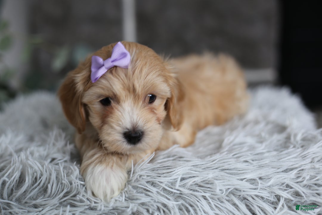 Maltipoo dogs for sale: Evie - Ad 12