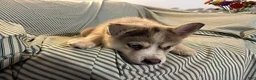 Pomsky dogs for sale: Frost - Ad 3