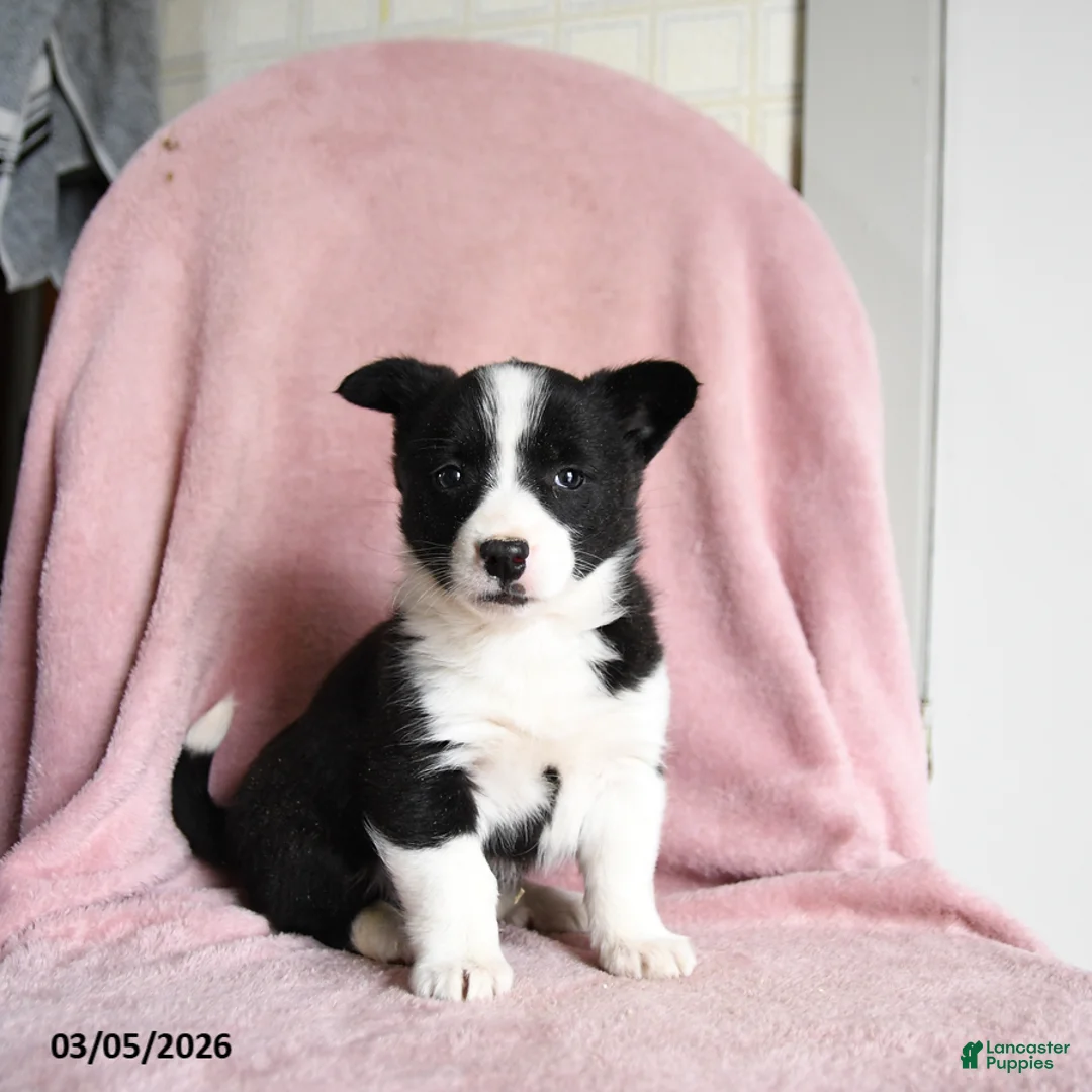 Mixed Breed dogs for sale: Mint Chip - Ad 2