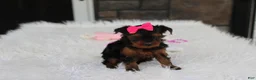 Yorkiepoo dogs for sale: Ella  - Ad 11