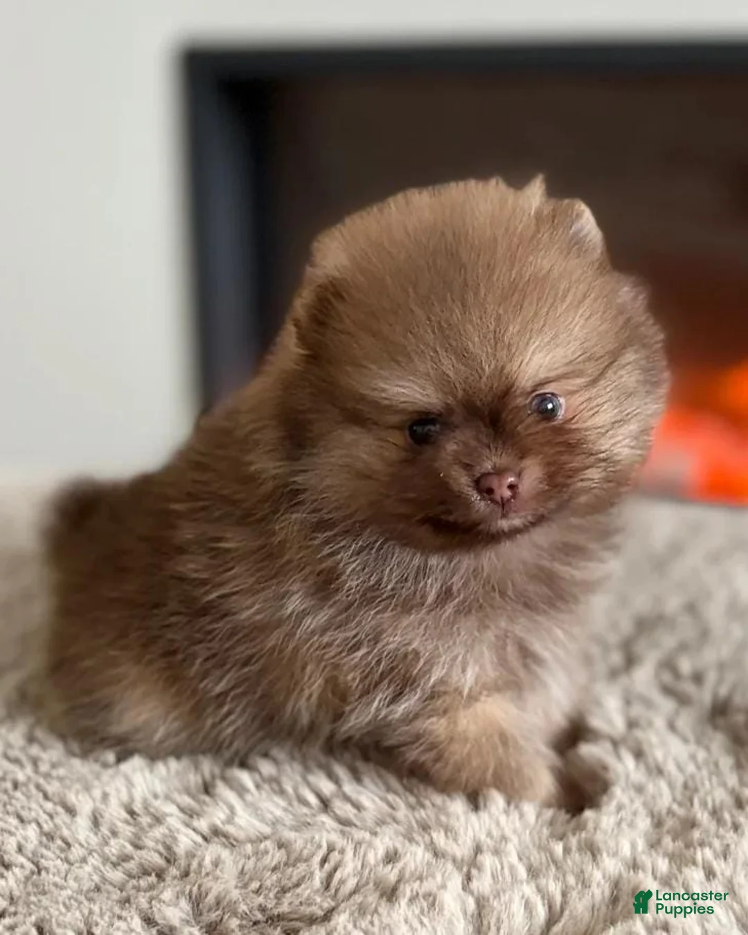 Pomeranian dogs for sale: Sam - Ad 1