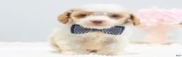 Toy Poodle dogs for sale: Barkley - Ad 2