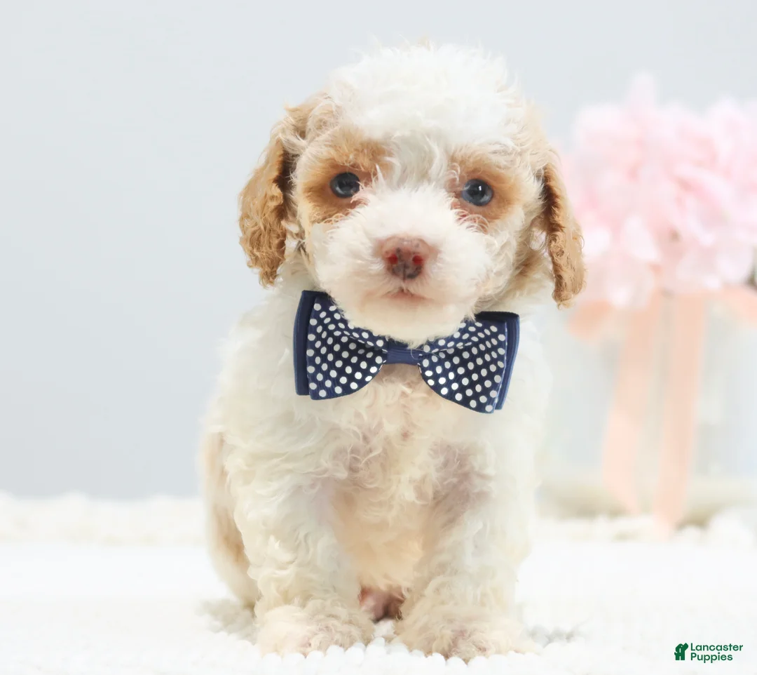Toy Poodle dogs for sale: Barkley - Ad 2