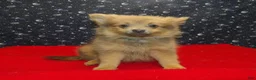 Pomeranian dogs for sale: Mallard - Ad 3