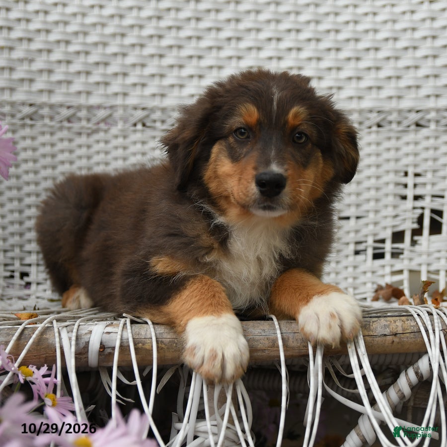 Australian Shepherd dogs for sale: Rain - Ad 2