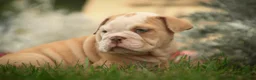 English Bulldog dogs for sale: Tonya English Bulldog  - Ad 6