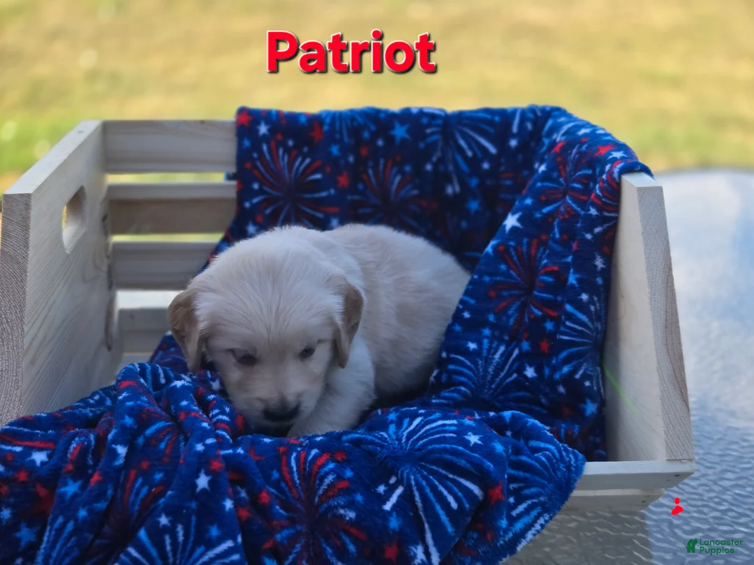 Golden Retriever dogs for sale: Golden Retriever 1 - Ad 2