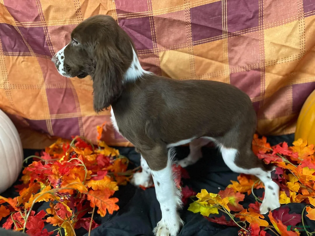 English Springer Spaniel dogs for sale: Kayce  - Ad 2