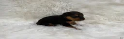Airedale Terrier dogs for sale: AKC Zander Airedale Terrier 1 - Ad 3
