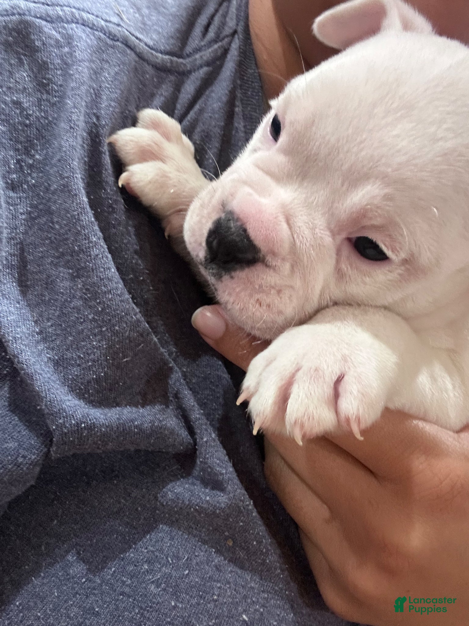 Mixed Breed dogs English Bulldog Puppy 5 - Ad 17