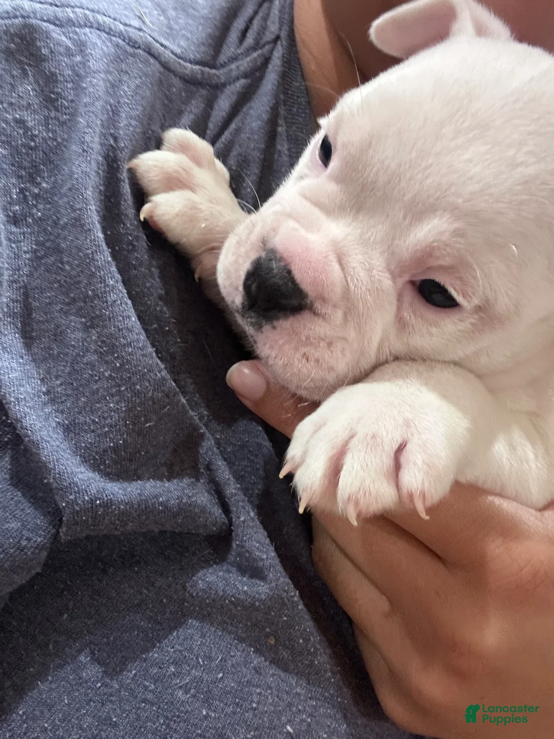 Mixed Breed dogs for sale: English Bulldog Puppy 5 - Ad 1